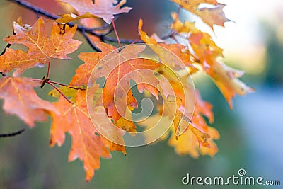 Closeup of orange autumn maple leaves in the blurred background, Squaw Peak, Utah, USA Stock Photo