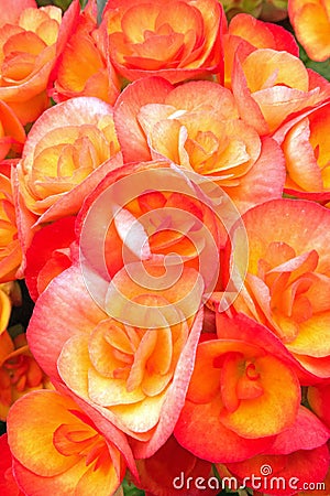 Closeup orange begonias flowers Stock Photo