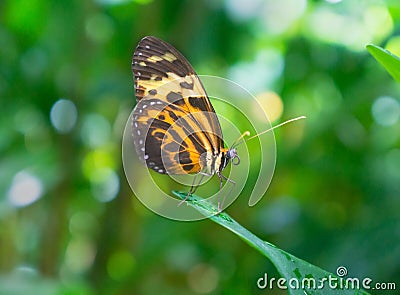 Monarch Orange and Black Butterfly Profile Stock Photo