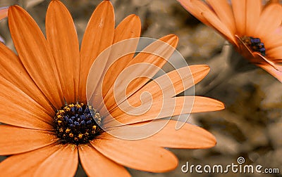 Closeup of an orange cape daisy Stock Photo