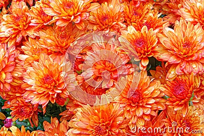 closeup orange Chrysanthemums on backyard wooden picnic table in Fall Stock Photo