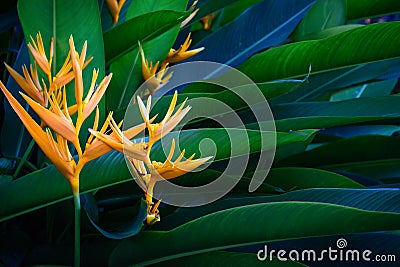 Closeup orange flower of Heliconia or golden torch or lobster-claws or toucan peak or wild plantains or false bird-of-paradise tro Stock Photo