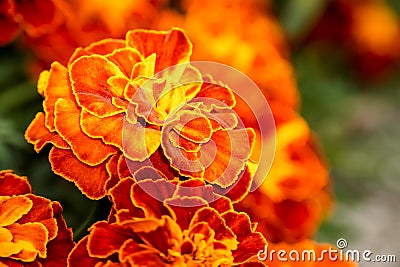 Closeup of orange marigold flowers Stock Photo