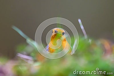 Closeup of an orange robin bird hiding behind the grass Stock Photo