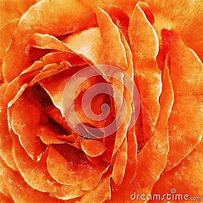 Closeup Orange Rose Fine Art Stock Photo