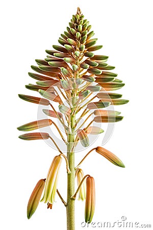 Blooming Aloe vera flowers Stock Photo