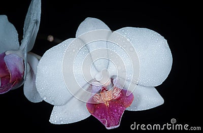 Closeup orchid on black background. Orchids blossom close up, Phalaenopsis Stock Photo