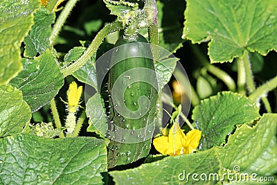 Closeup of an organic cucumber growing in the field Stock Photo