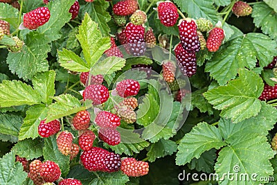 Organic loganberries ripening on loganberry bush Stock Photo