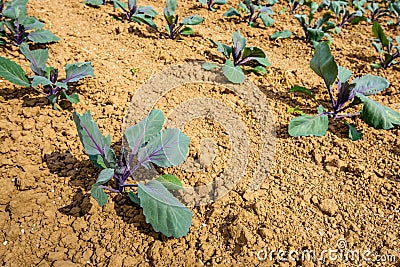 Closeup of organically grown red cabbage plants in the field Stock Photo