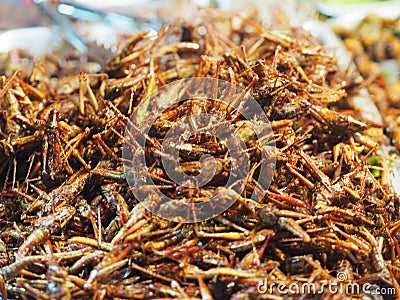 Orthoptera Fried insects Entomophagy crispy Stock Photo