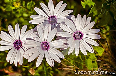 Closeup of Osteospermum White Cape daisy with purple center Stock Photo