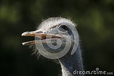 Closeup of Ostrich head (Struthio Camelus) Stock Photo