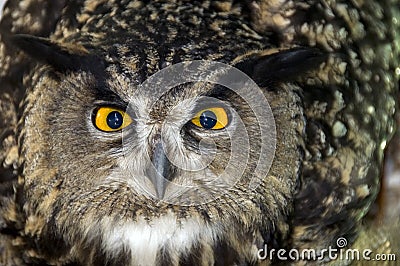 Closeup of owl head Stock Photo