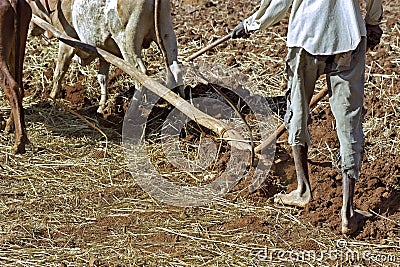 Closeup with oxen plowing farmer, Ethiopia Stock Photo