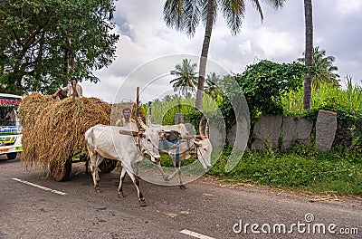 Closeup of Oxen pulling wagon loaded up with straw, Hampi, Karnataka, India Editorial Stock Photo