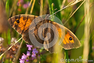 Closeup of an Oxeye butterfly with wings spread open surrounded by plants Stock Photo