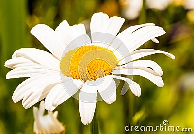 Closeup single Oxeye Daisy with yellow disc and white rays Stock Photo