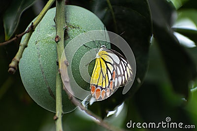 Closeup of a Painted jezebel, Delias hyparete with colorful wings standing plant Stock Photo