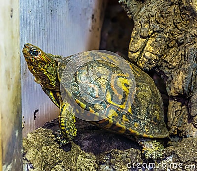 Closeup of a painted wood turtle, Tropical reptile specie from Costa Rica Stock Photo