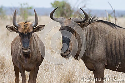 Closeup pair of Blue Wildebeest gnu Stock Photo