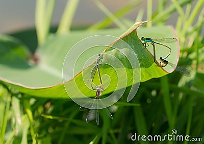 Zygoptera Stock Photo