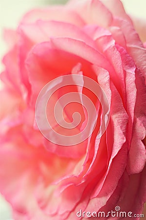 Closeup pale pink rose flower closeup on bright white background Stock Photo