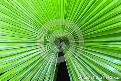 Closeup palm leaf texture. Stock Photo
