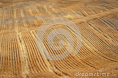 Palouse wheat fields, Washington, USA Stock Photo