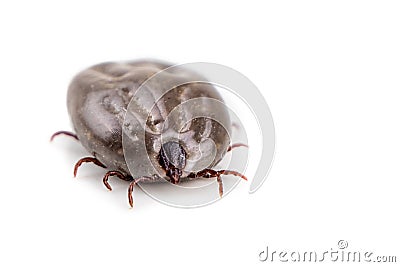 Closeup on dog tick with full of blood on white background Stock Photo