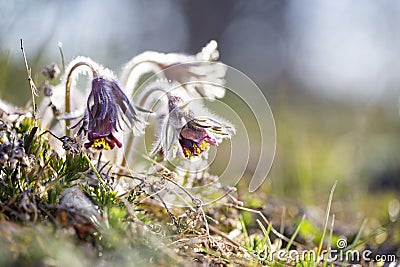 Closeup of pasque flower at sunlight in spring Stock Photo
