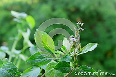 Closeup Pastel Purple Flower of Thai Basil Plant with Blurry Green Garden in Background Stock Photo