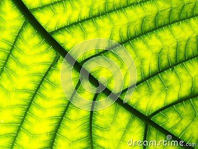 Closeup Pattern Of A Green Leaf Stock Photo