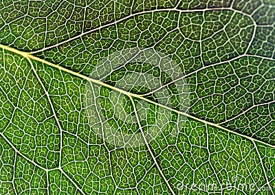 Closeup patterns on different types of green leaves surface, Abstract texture and background for decorative design. Stock Photo