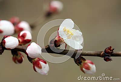 Closeup of peach blossom Stock Photo