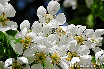 Closeup pear flowers bloom Stock Photo