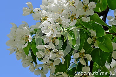 Closeup pear flowers bloom Stock Photo