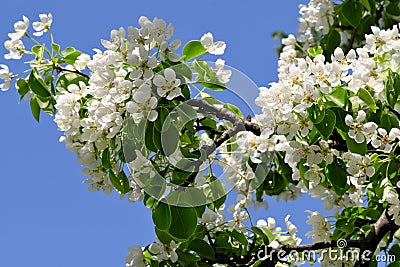 Closeup pear flowers bloom Stock Photo