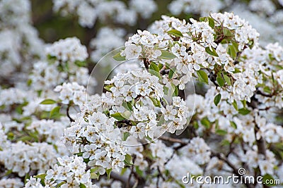 Lots of white flowers on a background of bright green foliage. Closeup of pear tree blossom in spring. Stock Photo