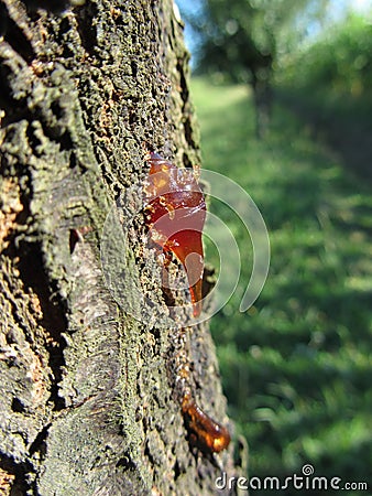 Closeup of pear tree excretion of gummy resin Stock Photo