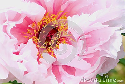 Peony, Pink Flower Petals, Birght Yellow Stamen, Vibrant Red Centre Stock Photo