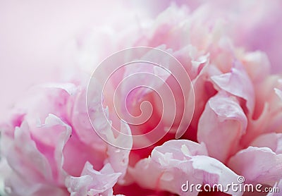 Closeup of peony flowers Stock Photo