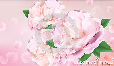 Closeup of peony flowers Vector Illustration