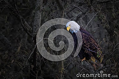 Closeup of a perched Bald Eagle looking down from a tree with a blurred background in Camano Island Stock Photo