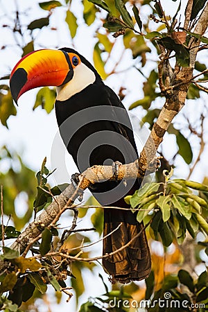 Closeup of Perched Wild Toco Toucan in Morning Light Stock Photo