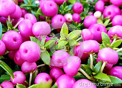 Pernettya mucronata. Closeup of pink berries. Stock Photo