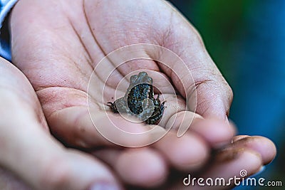 Closeup of a person holding a baby natterjack toad in the palm of his hands Stock Photo