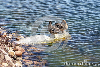 Amazing mallard duck swims coastal water with blue water under sunlight landscape Stock Photo