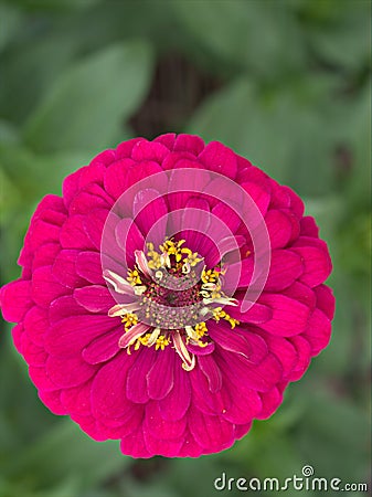 Closeup petals pink of Common zinnia elegans flower plants in garden with green blurred background ,macro image ,sweet color Stock Photo