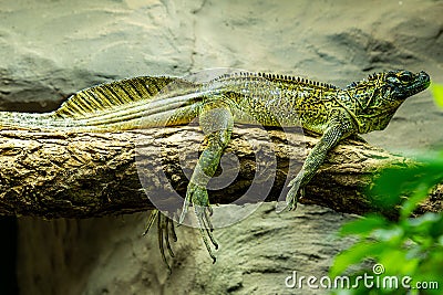 Closeup of a Philippine sailfin lizard resting on a tree branch Stock Photo